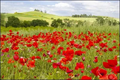 Où préfères-tu aller te promener ?