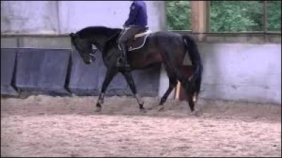 Qu'est-ce que l'amplitude d'une allure ?