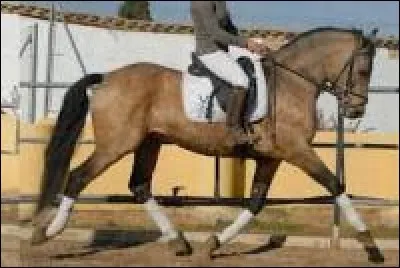 Quels sont les différents niveaux d'allongement du trot ?