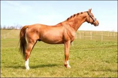 C'est la fin du quiz Galop 4 ! Abordons maintenant quelques questions sur les autres galops : quelles sont la robe et les marques blanches de ce cheval ?