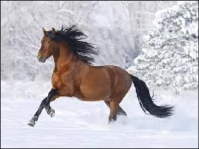 Quel est le mécanisme du galop à gauche ?