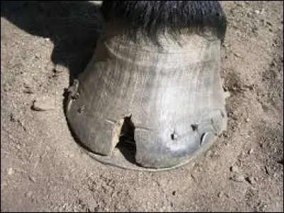 Comment se nomment les atteintes de la sole et de la corne ?