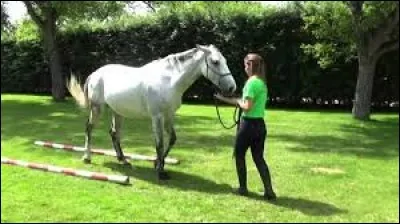 Comment faire reculer un cheval, tenu à la longe, en restant à distance ?