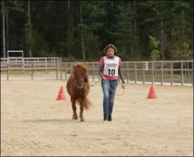 Lorsqu'on mène un cheval en main au trot, à quoi faut-il faire attention dans les courbes à gauche ?