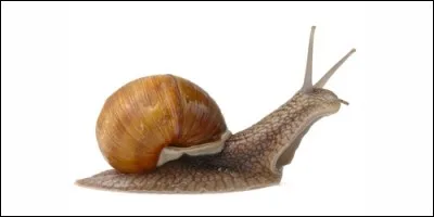 Quel animal est-ce ?