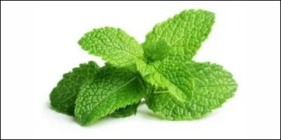 Lequel de ces mots est une plante ?