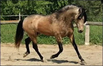 Quelle est la robe de ce cheval ?