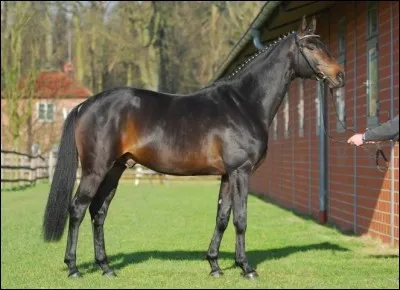 Quelle est la robe de ce cheval ?