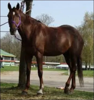 Quelle est la robe de ce cheval ?