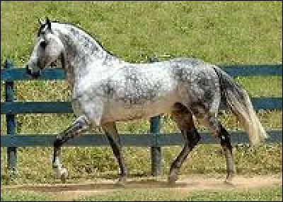 Quelle est la robe du cheval ?