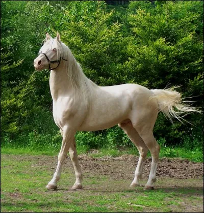 Quelle est la robe de ce cheval ?