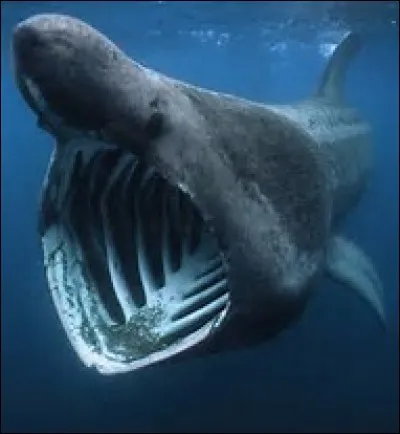 Il existe un requin os découvert par des chercheurs qui voulaient prouver que l'eau des océans est salée.