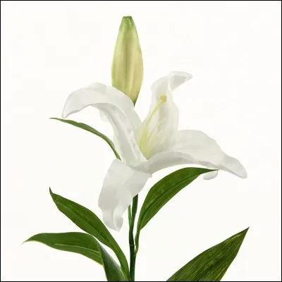 De qui Lily est-elle la mère ?