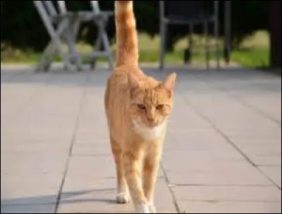 Qu'est-ce que veut indiquer la position de sa queue ?