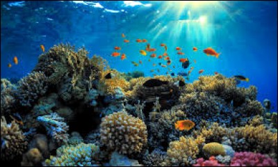 La grande barrière de corail se trouve dans l'océan Atlantique.