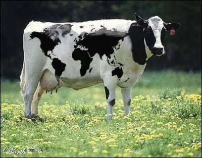 Vache marine.