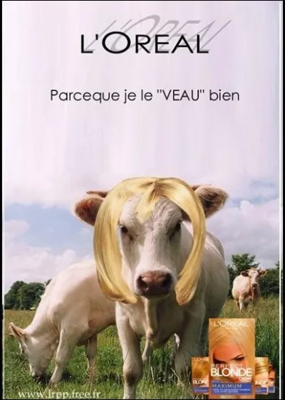 Vache avec les vaches.