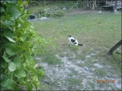 C'est le p'tit bout d'la queue du chat !