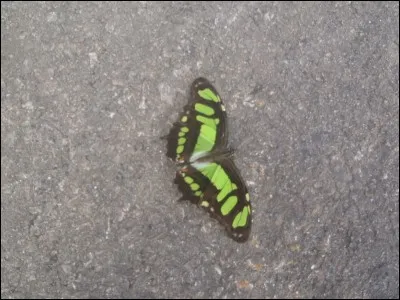 Danse festive en famille !