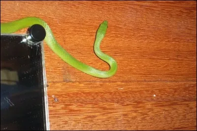 Bravez les interdits, et cueillez l'objet de la discorde !