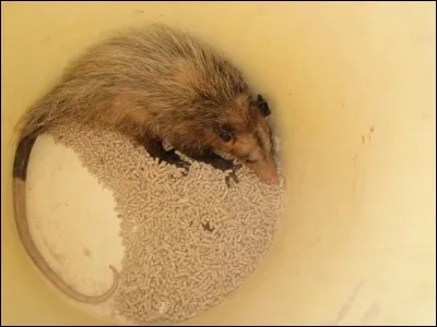 Expression victorieuse !