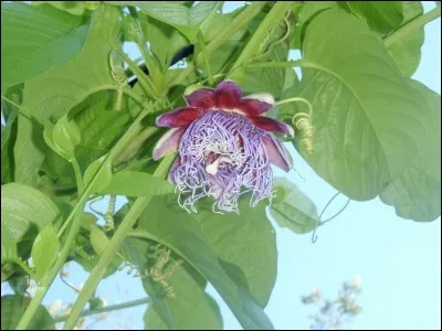 Chanson festive, un peu osée sur les bords !