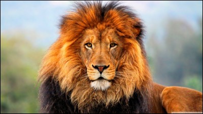 Le lion est-il dangereux pour l'homme ?