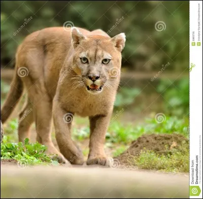 Est-ce que le puma saute bien ?