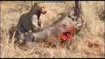 Est-ce que le léopard court vite ?