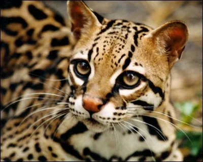 Est-ce que l'ocelot est le plus petit chat ?