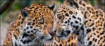 Quel animal je choisis ?