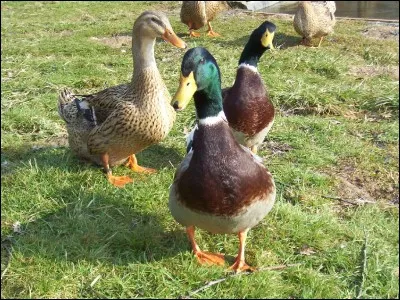 Le canard préparé à la rouennaise est étouffé et non saigné.