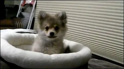 Le petit du loup s'appelle le...