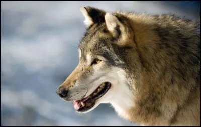 Le loup est dangereux.