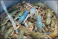 Comment appelle-t-on l'lvage des crevisses ?