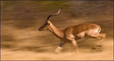 Impala a inspiré quel constructeur ?