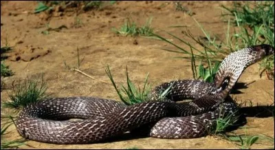 Cobra a inspiré quel constructeur ?