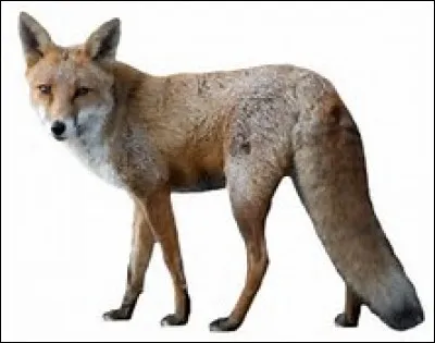 Fox (renard) a inspiré quel constructeur ?