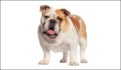 Bulldog a inspiré quel constructeur ?