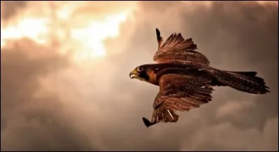 Falcon (faucon) a inspiré quel constructeur ?