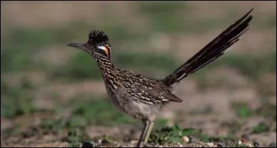 Roadrunner a inspiré quel constructeur ?