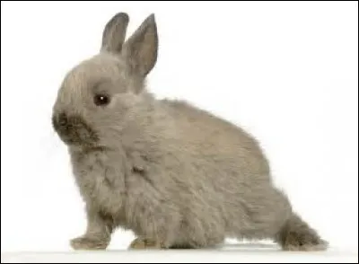 Lapin a inspiré quel constructeur ?