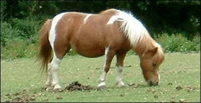 Pony (poney) a inspiré quel constructeur ?