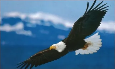 Eagle (aigle) a inspiré quel constructeur ?