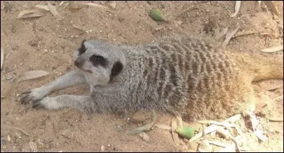 Mangusta (mangouste) a inspiré quel constructeur ?