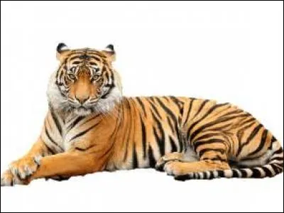 Tiger (tigre) a inspiré quel constructeur ?