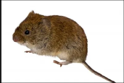 Campagnola (campagnol) a inspiré quel constructeur ?