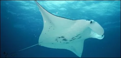 Manta a inspiré quel constructeur ?