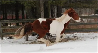 Pinto a inspiré quel constructeur ?