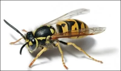 Hornet (frelon) a inspiré quel constructeur ?